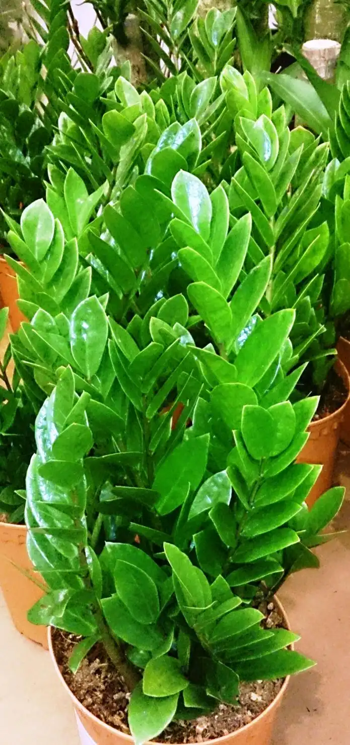Item image_1