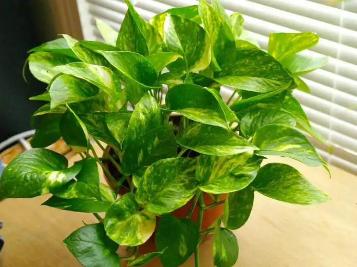 Item image_1