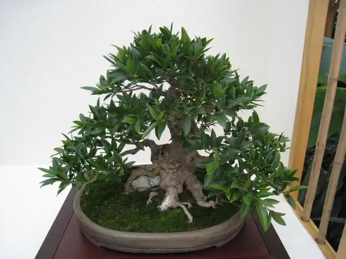 Item image_1