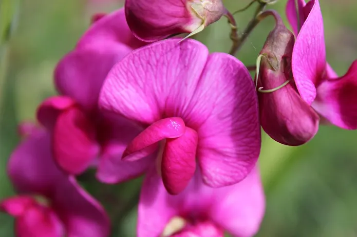 Item image_1