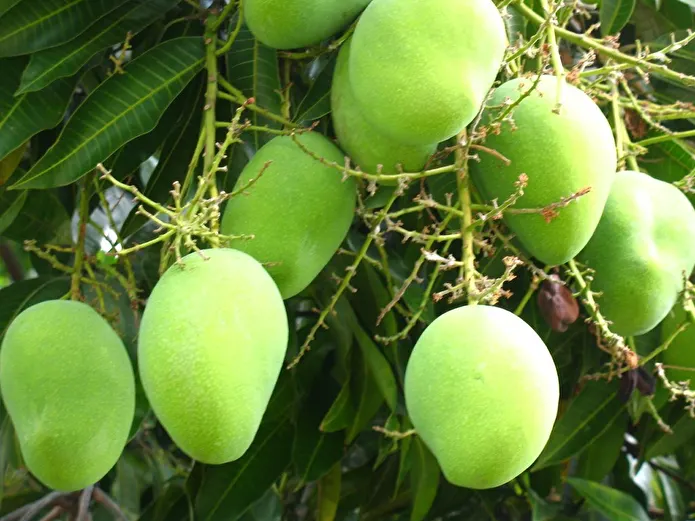 Item image_1