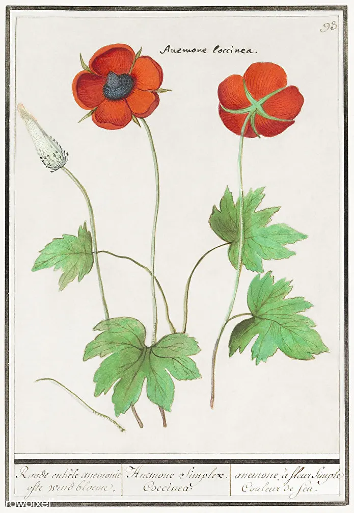 Item image_1