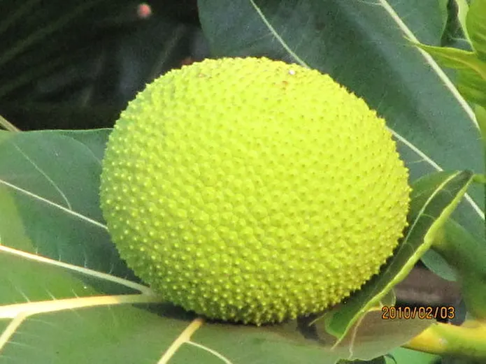 Item image_1
