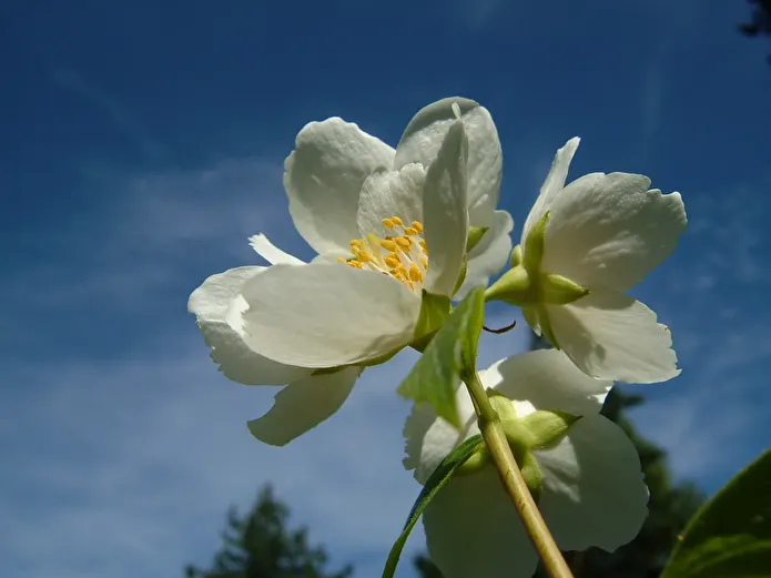 Item image_1