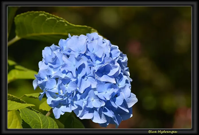 Item image_1