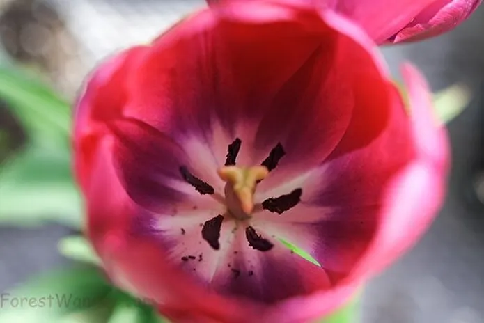 Item image_1