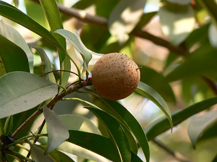 Item image_1