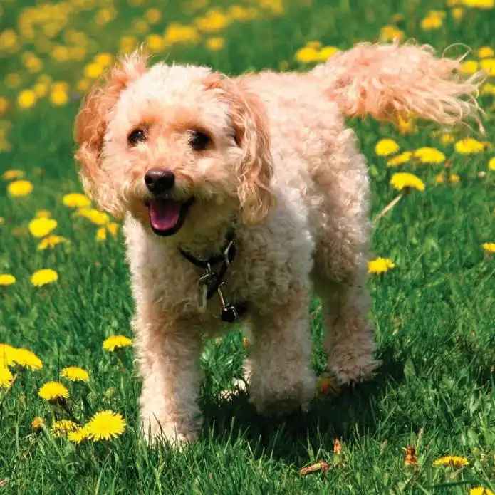 Item image_1