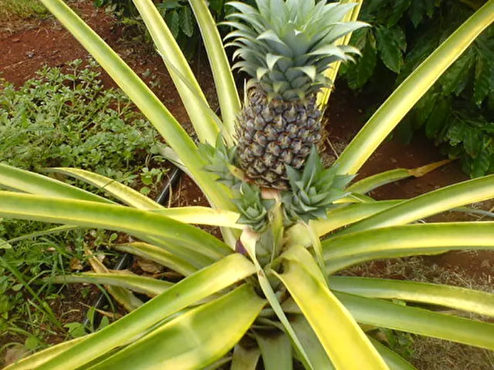 Item image_1