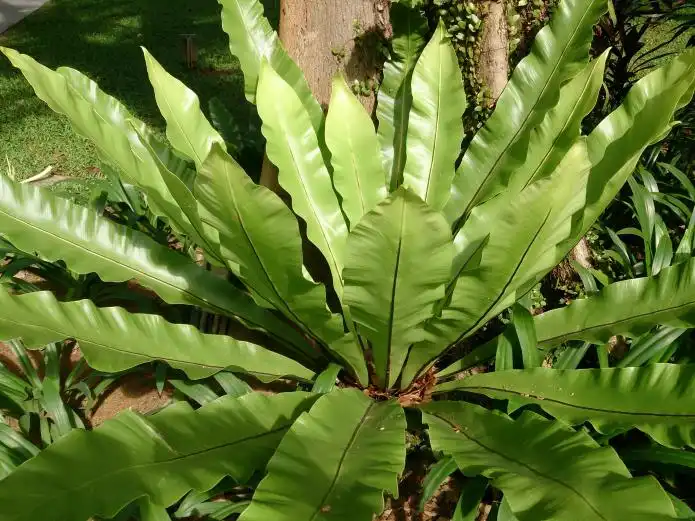 Item image_1