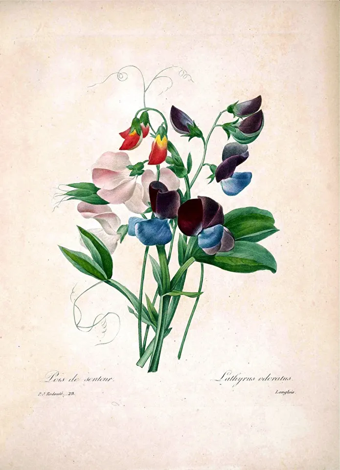Item image_1