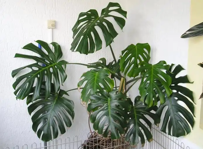 Item image_1