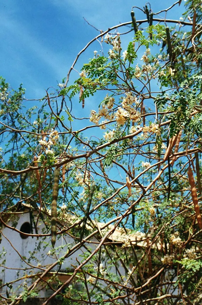 Item image_1