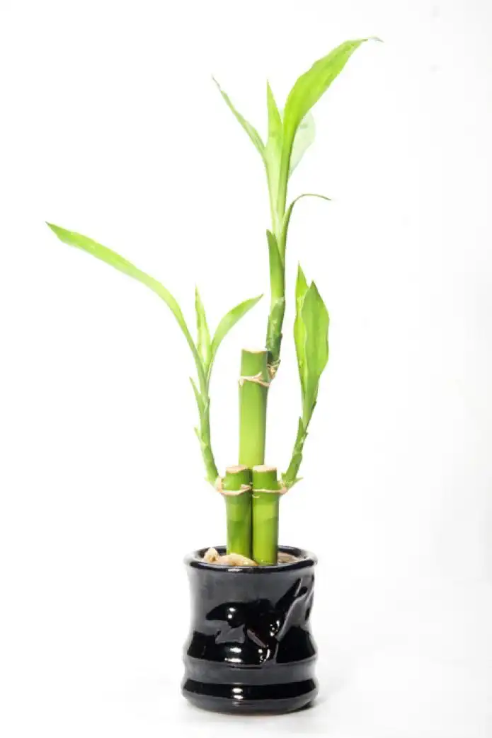Item image_1