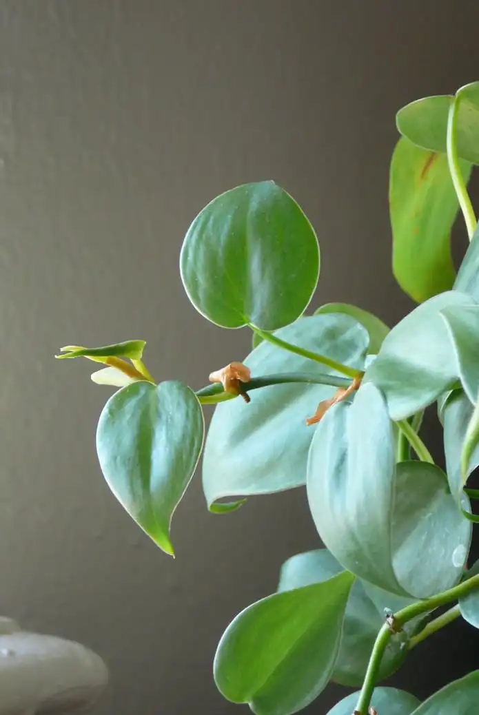Item image_1