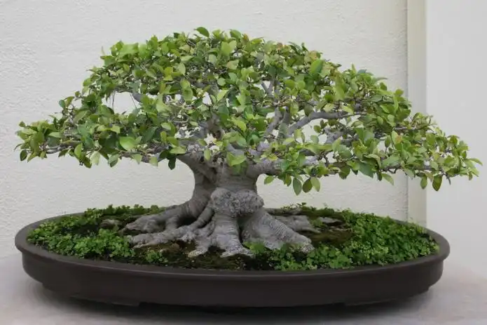 Item image_1