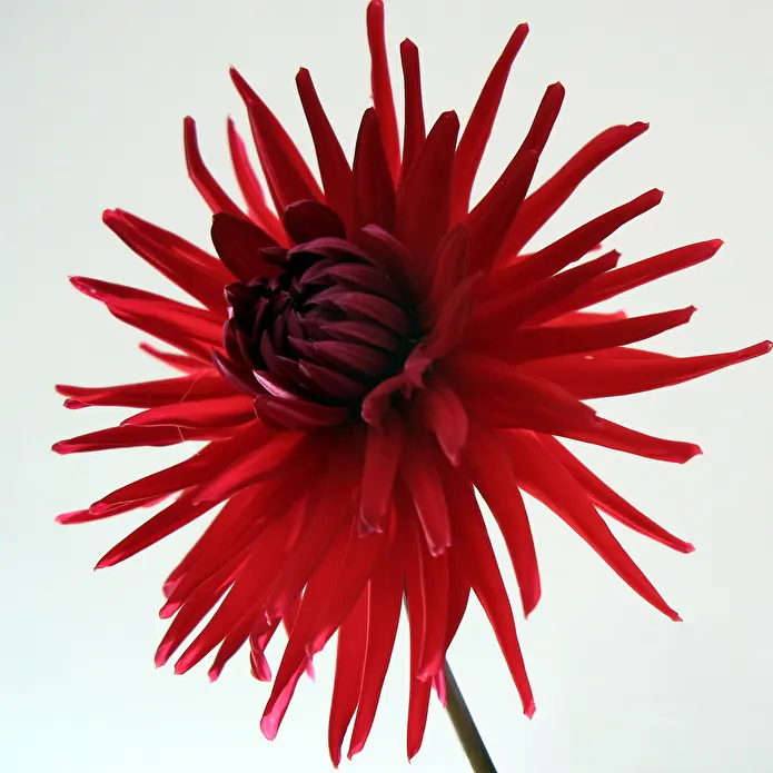 Item image_1