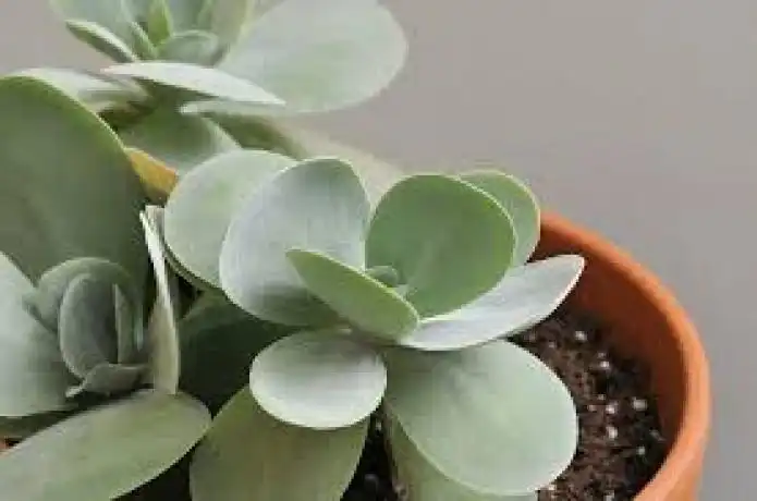 Item image_2
