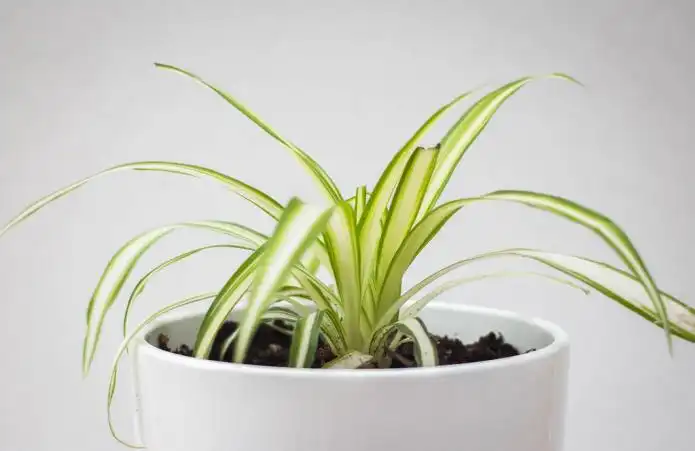 Item image_1