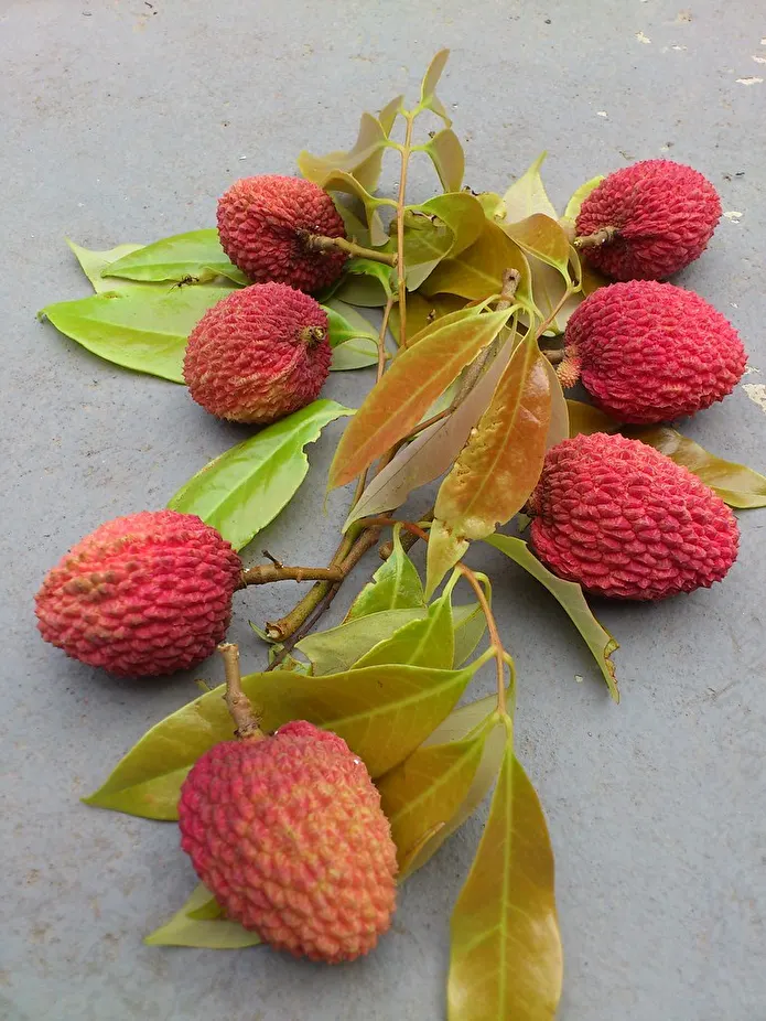 Item image_1