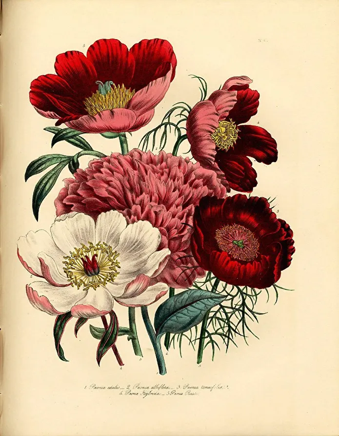 Item image_1