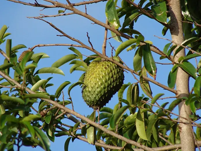 Item image_1