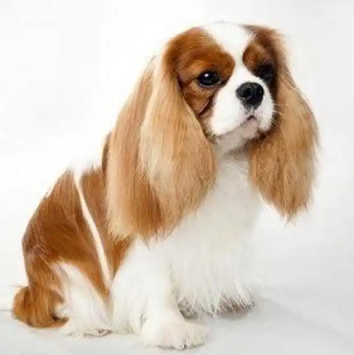 Item image_1