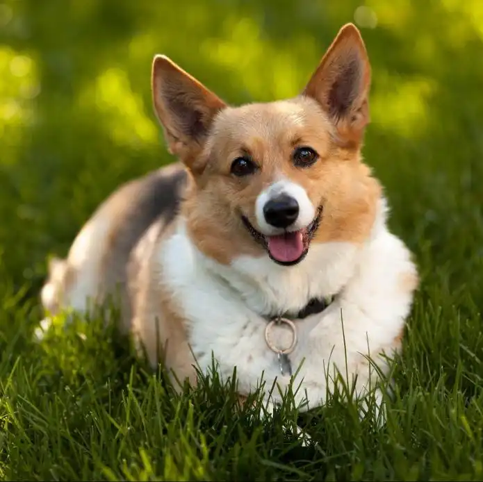 Item image_1