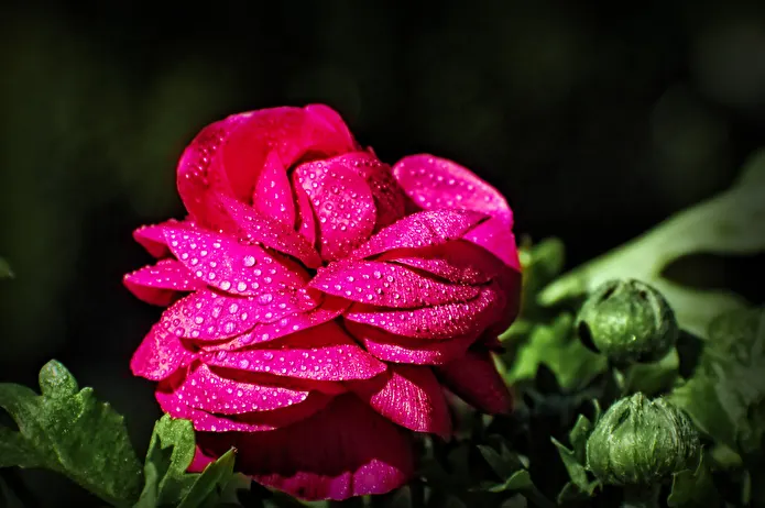 Item image_1