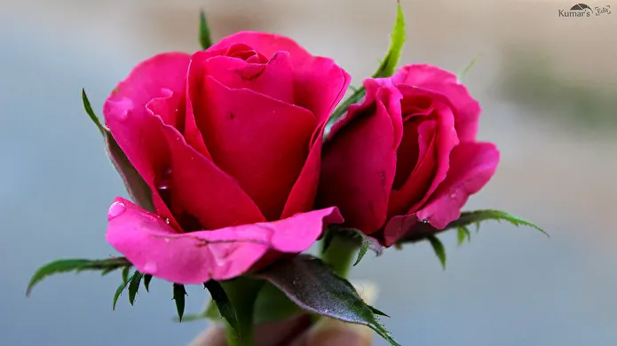 Item image_1