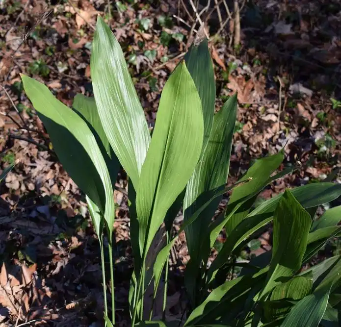 Item image_1