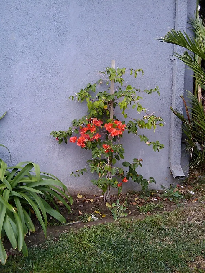Item image_1