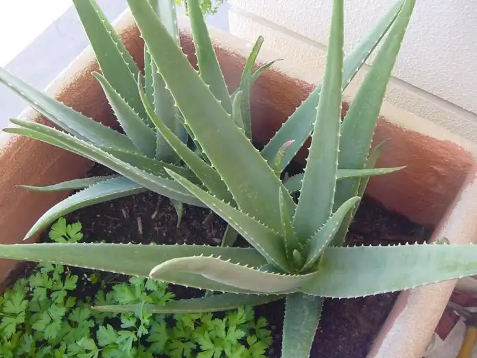 Item image_1