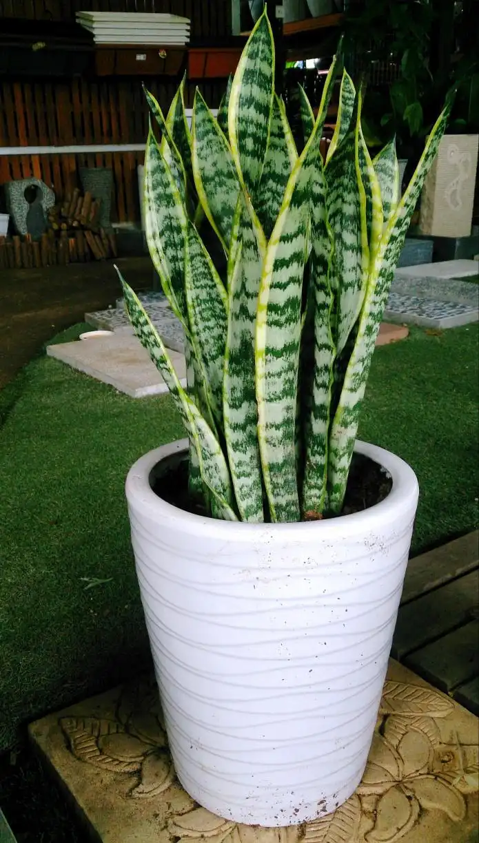 Item image_1