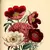 Peony