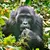 Bwindi Impenetrable National Park