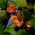 Beech Nuts