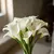 Calla Lily