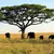Serengeti National Park