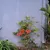 Freesia