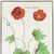 Anemone