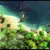 Item Image Thumbnail