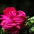Ranunculus