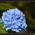 Hydrangea