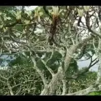 Item thumbnail image