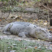 Saltwater Crocodile