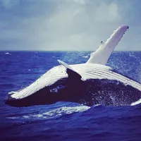 Orca