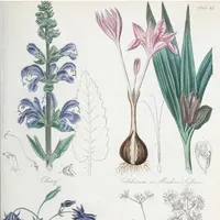 Cilantro
