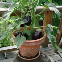 Eggplant