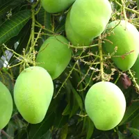 Best tropical fruits